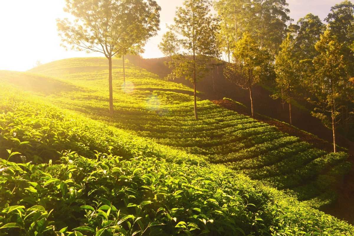 Chikmagalur Hill Station Tour